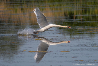 MUTE SWAN  (Cygnus olor)